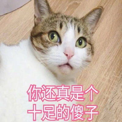 猫咪表情包可爱带字大全 你还真是个十足的傻子