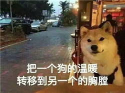 2017情人节祝单身狗节日快乐表情包 送给情人节找不到对象的你