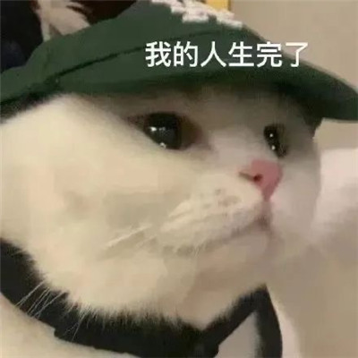 2022小猫咪超级可爱卖萌表情合集 我的人生完了