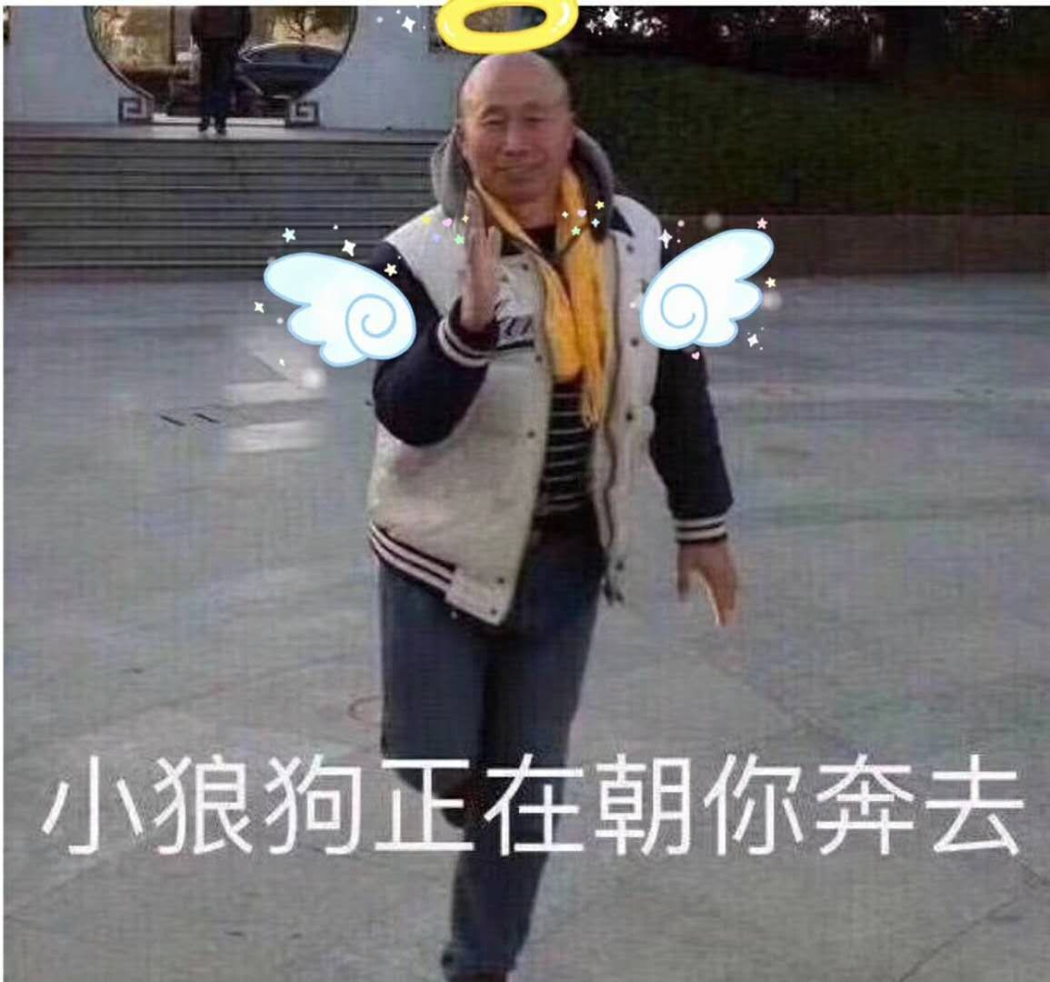 小狼狗正在朝你奔去