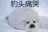 豹头痛哭