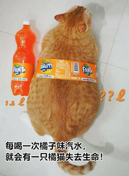 FANLA5222每喝一次橘子味汽水，就会有一只橘猫失去生命！