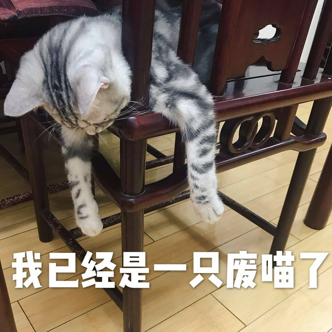 我已经是一只肥猫了