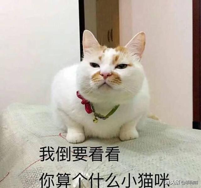 我倒要看看你算个什么小猫咪