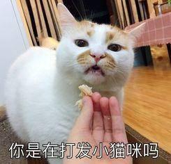 你是在打发小猫咪吗