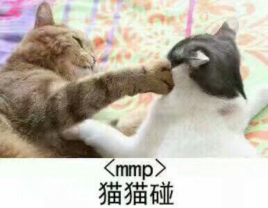 <mmp>猫猫碰