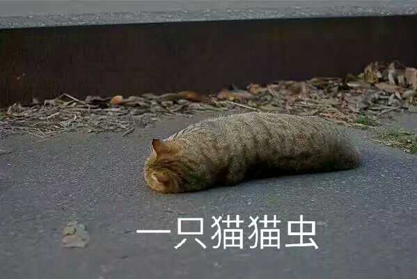 一只猫猫虫