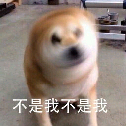 不是我不是我