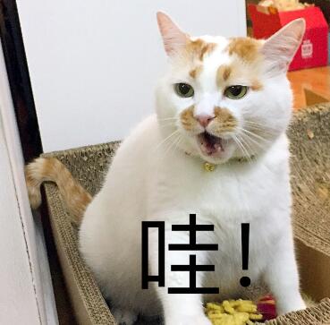 哇