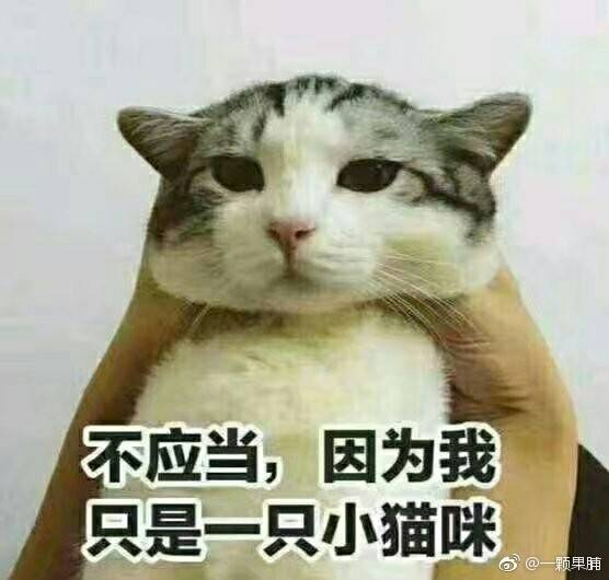 不应当，因为我只是一只小猫咪