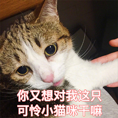 你又想对我胶这只可怜小猫咪嘛