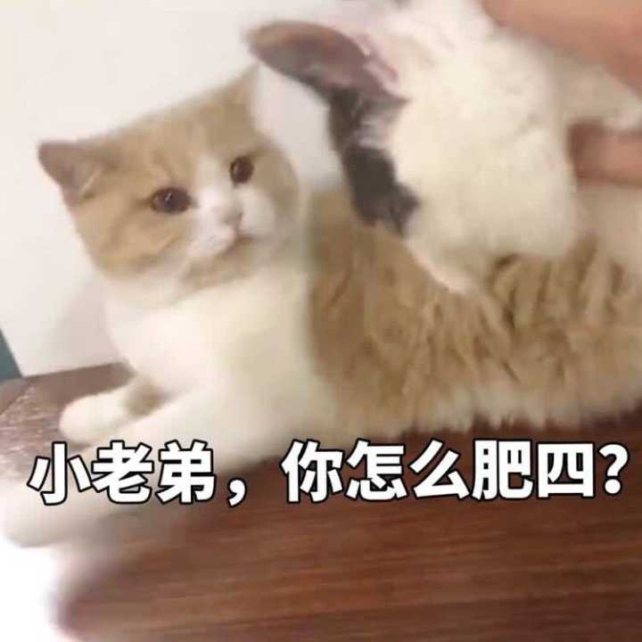 小老弟，你怎么肥四？