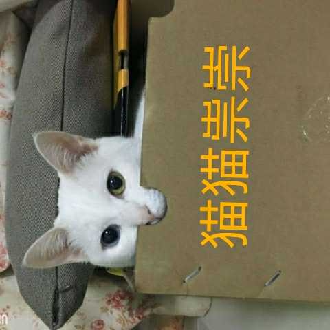 猫猫祟祟