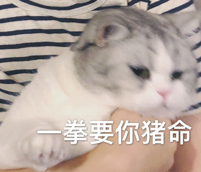 一拳要你的猪命