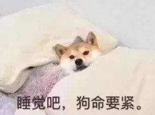 睡觉吧，狗命要紧