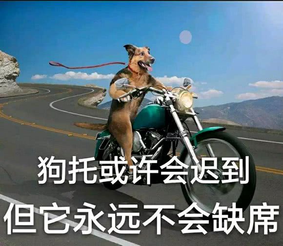 狗托或许会迟到，但它永远不会缺席