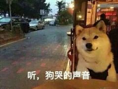 听，狗哭的声音