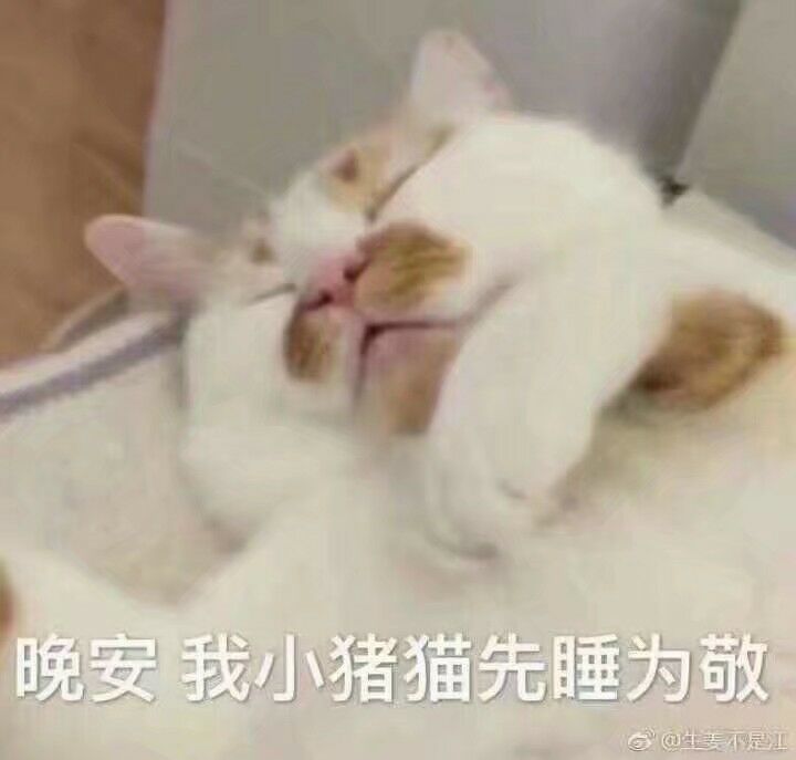 晚安我小猪猫先睡为敬