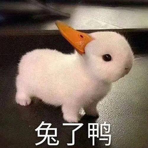 兔了鸭