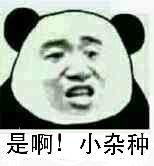 是啊，小杂种