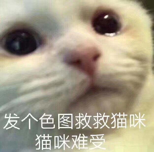 发个色图救救猫咪