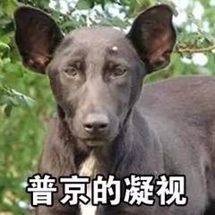 普京的凝视