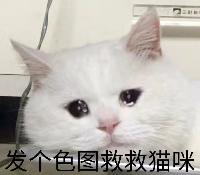 发哥黄图救救猫咪