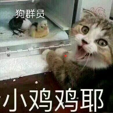 狗群员小鸡鸡耶