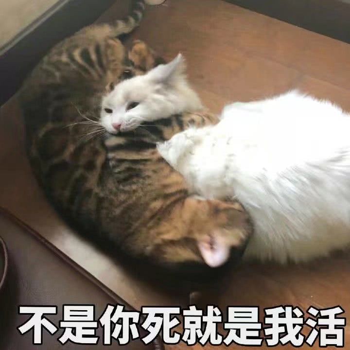 不是你死就是我活