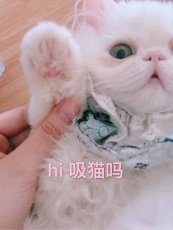 hi，吸猫吗