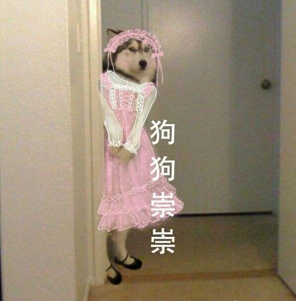 狗狗崇崇