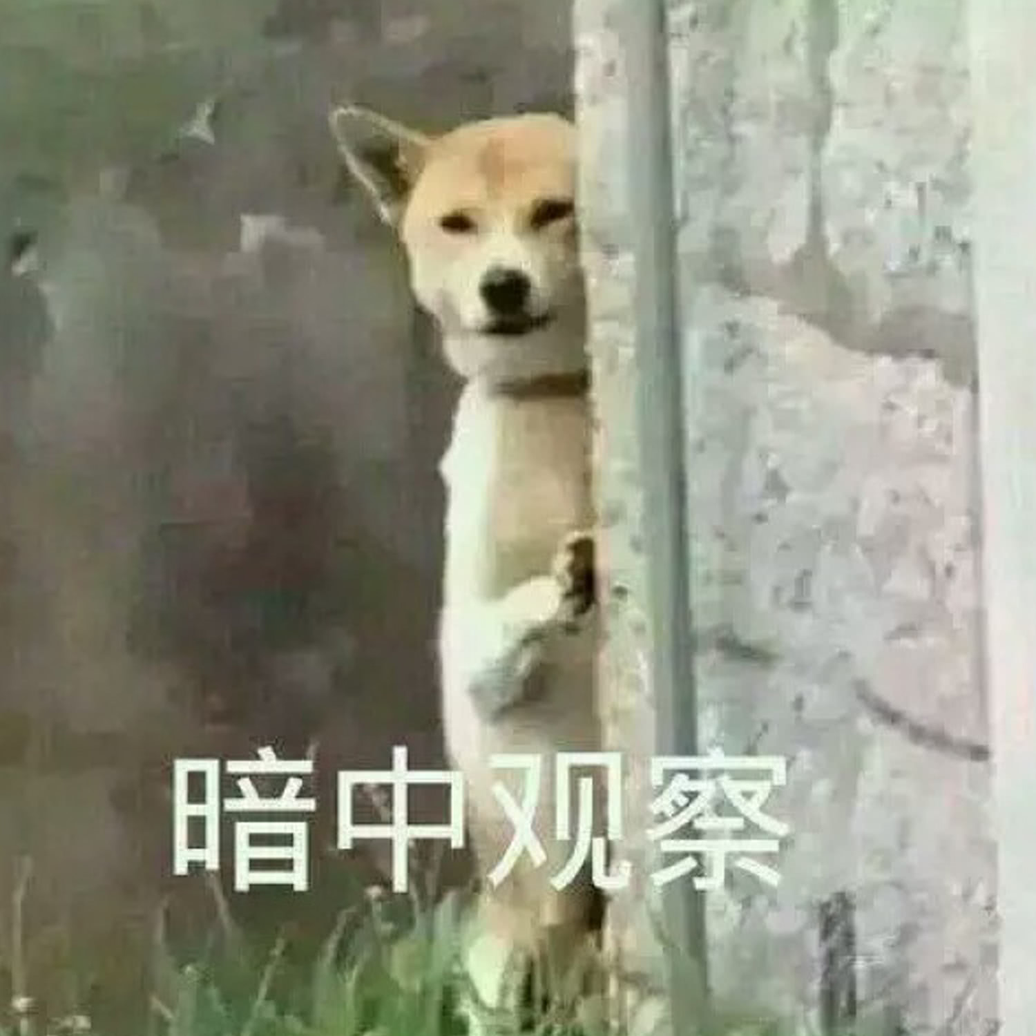 暗中观察