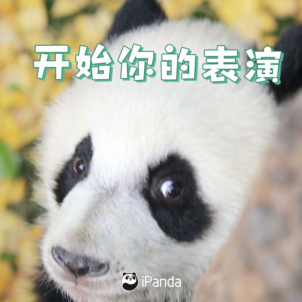 开始你的表演Panda