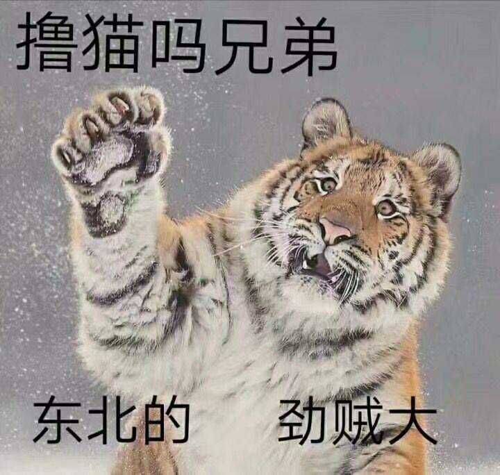 撸猫吗？兄弟东北的劲贼大