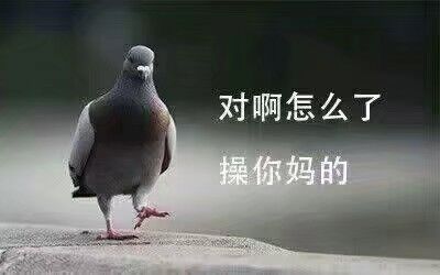 对啊，怎么了操你妈的