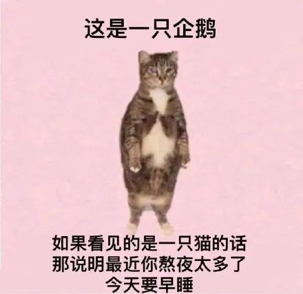 这是一只企鹅如果看见的是一只猫的话那说明最近你熬夜太多了今天要早睡
