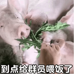 到点给群员喂饭了(猪猪表情包)