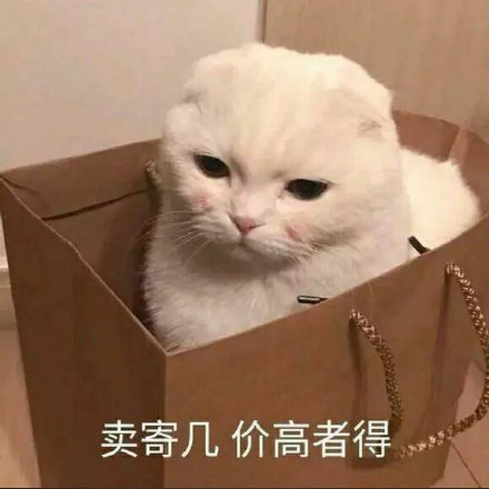 卖寄几价高者得(猫咪表情包)