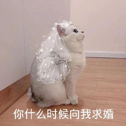 你什么时候向我求婚（猫咪婚纱头）