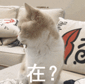 在？在？