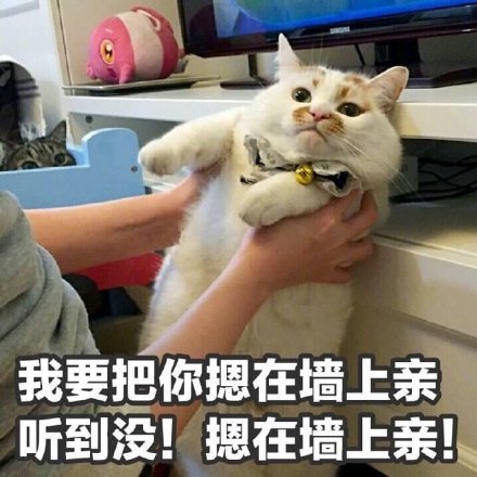 我要把你摁在墙上亲听到没!摁在墙上亲!(猫咪楼楼)