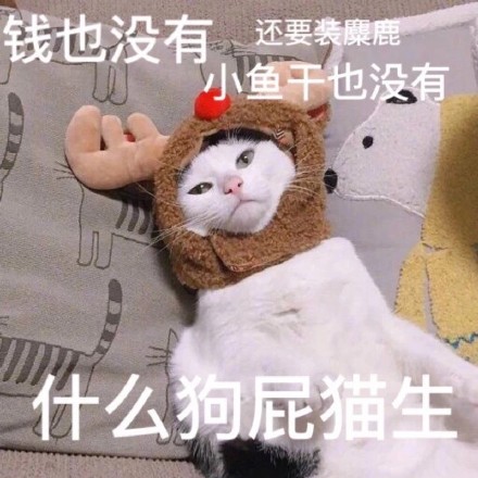 钱也没有 小鱼干也没有 还要装麋鹿，什么狗屁猫生