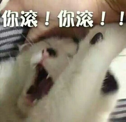 你滚！（猫咪咆哮）