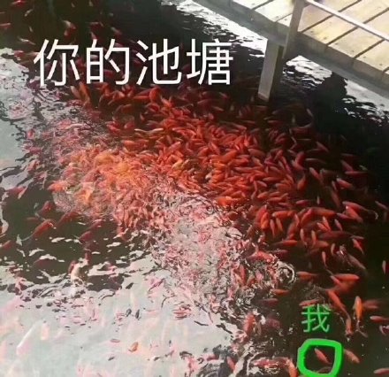 你的池塘我