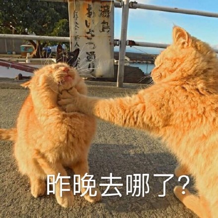 昨晚去哪了？（猫咪锁喉）