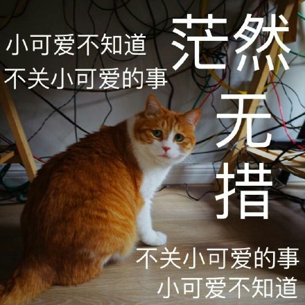 不关小可爱的事 茫然无措（猫咪）