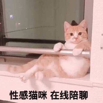 性感猫咪，在线陪聊