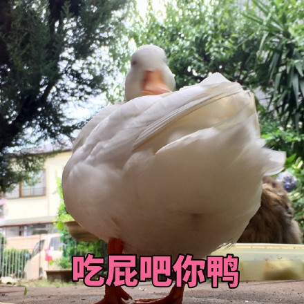 吃屁吧你鸭