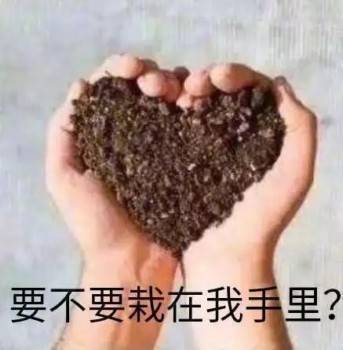 要不要栽在我手里？（手捧爱心形土）