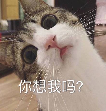 你想我吗？（猫咪）